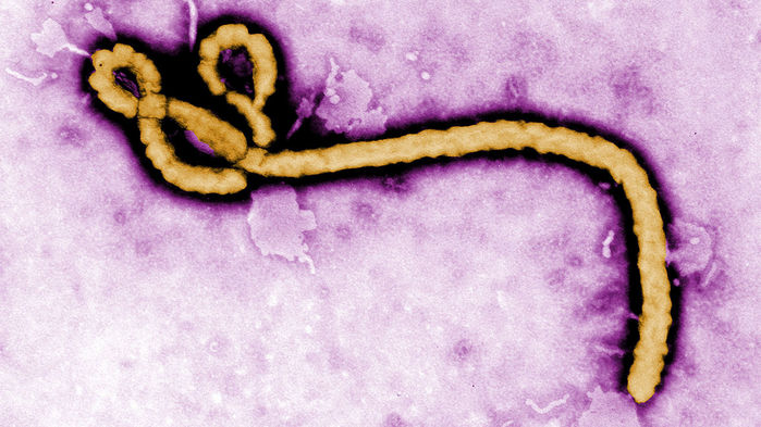 Breaking news: Ebola resurfaced in Democratic of Congo
